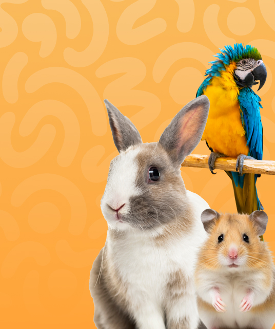 犬 用 ダウン ジャケットの2025年流行カラーと3レイヤー構造説明図