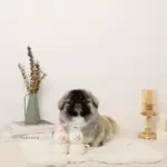 デンタルロープミニスノーマンぬいぐるみセット - 画像 (2)