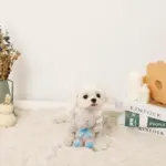 ぞうさんギンガムチェックリボンぬいぐるみ - 画像 (2)