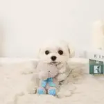 ぞうさんギンガムチェックリボンぬいぐるみ - 画像 (3)