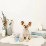 ぞうさんギンガムチェックリボンぬいぐるみ - 画像 (5)