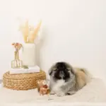 リスさんギンガムチェックリボンぬいぐるみ - 画像 (6)