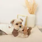 リスさんギンガムチェックリボンぬいぐるみ - 画像 (8)