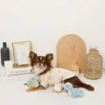 恐竜の仲間達おもちゃSET - 画像 (8)