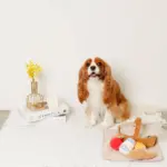 ピクニックセットのおもちゃ - 画像 (7)