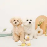 くびながのあひるさん親子SET - 画像 (2)