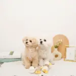 くびながのあひるさん親子SET - 画像 (3)