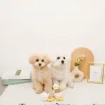 くびながのあひるさん親子SET - 画像 (4)