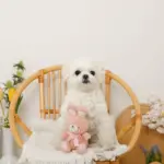 うさぎさんギンガムチェックリボンぬいぐるみ - 画像 (5)