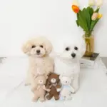 くまさんギンガムチェックリボンぬいぐるみ - 画像 (8)