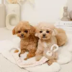 くまさんひっぱりロープおもちゃ - 画像 (4)