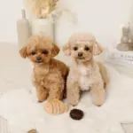 たいやきのおもちゃ - 画像 (5)