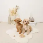 たいやきのおもちゃ - 画像 (7)