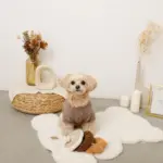 ノーズワークドーナツ型おもちゃ - 画像 (5)