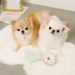 リングドーナツのおもちゃ - 画像 (2)