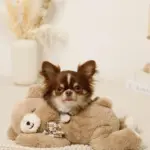 ねんねくまさんぬいぐるみ - 画像 (2)