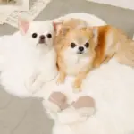 ミトンロープぬいぐるみ - 画像 (2)