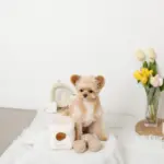 くまさんボールのノーズワークおもちゃ - 画像 (2)