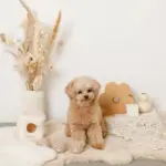 くまさんボールのノーズワークおもちゃ - 画像 (5)