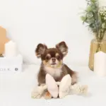 ノーズワークお花型ロープおもちゃ - 画像 (2)