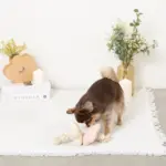 ノーズワークお花型ロープおもちゃ - 画像 (3)