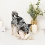 ノーズワークお花型ロープおもちゃ - 画像 (4)