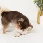 ノーズワークお花型ロープおもちゃ - 画像 (5)