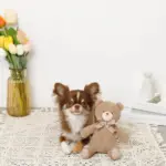 コーデュロイのくまさん - 画像 (5)