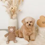 コーデュロイのくまさん - 画像 (10)