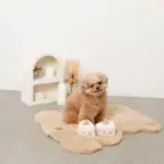 いちごのショートケーキノーズワークおもちゃ - 画像 (9)