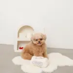 マカロンのおもちゃ - 画像 (3)