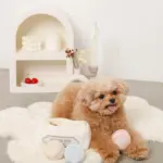 マカロンのおもちゃ - 画像 (5)