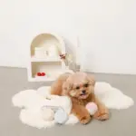 マカロンのおもちゃ - 画像 (6)