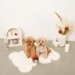 ロールケーキノーズワークおもちゃ - 画像 (4)