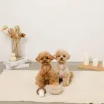 きのことくりのおもちゃSET - 画像 (3)