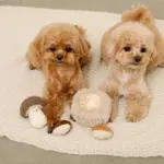 きのことくりのおもちゃSET - 画像 (4)