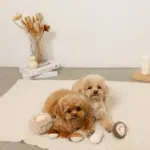 きのことくりのおもちゃSET - 画像 (5)