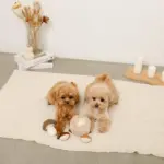 きのことくりのおもちゃSET - 画像 (6)