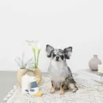 くびながのあひるさん - 画像 (2)