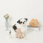 くまさんお星さまノーズワークぬいぐるみ - 画像 (2)