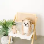 くまさんお星さまノーズワークぬいぐるみ - 画像 (4)