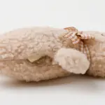 くまさんお星さまノーズワークぬいぐるみ - 画像 (7)