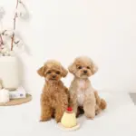 ノーズワークプリンおもちゃ - 画像 (2)