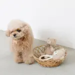 くまさんロープぬいぐるみ - 画像 (3)