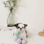 ぶどうノーズワークおもちゃ - 画像 (3)