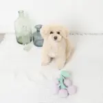 ぶどうノーズワークおもちゃ - 画像 (5)