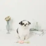 海の仲間たちのおもちゃSET - 画像 (8)