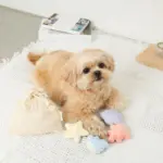 貝殻の仲間たちノーズワークおもちゃ+巾着袋付き - 画像 (2)