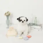 貝殻の仲間たちノーズワークおもちゃ+巾着袋付き - 画像 (3)