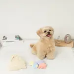 貝殻の仲間たちノーズワークおもちゃ+巾着袋付き - 画像 (5)